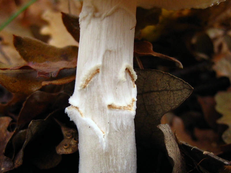 Escursione in querceto, finalmente i funghi!!!